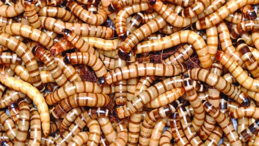 UE a luat-o grav pe arătură. Aprobă gândaci pe bandă rulantă pentru hrana populației