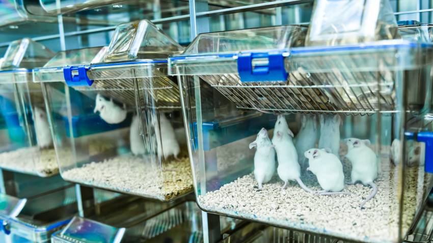 NOUA NORMALITATE: Metodă prin care cuplurile de același sex să poată avea împreună un copil biologic