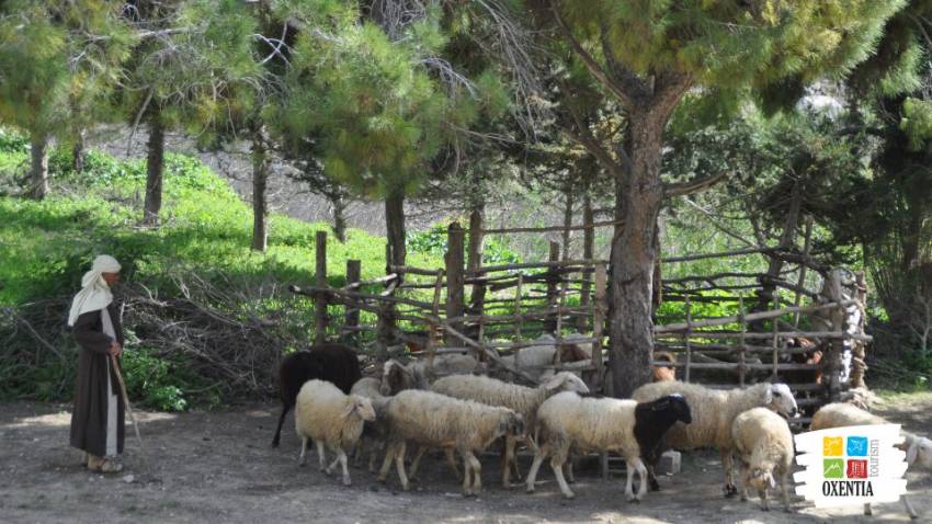 Podcast ”Călător în Țara Sfântă” :: Episodul 13 - Nazaret - Presa de ulei de la Nazareth Village   