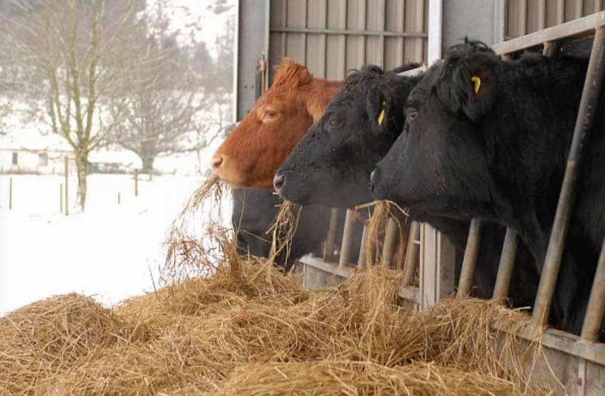 Tony Berbece ◉ Ne-ați separat ca pe vite…