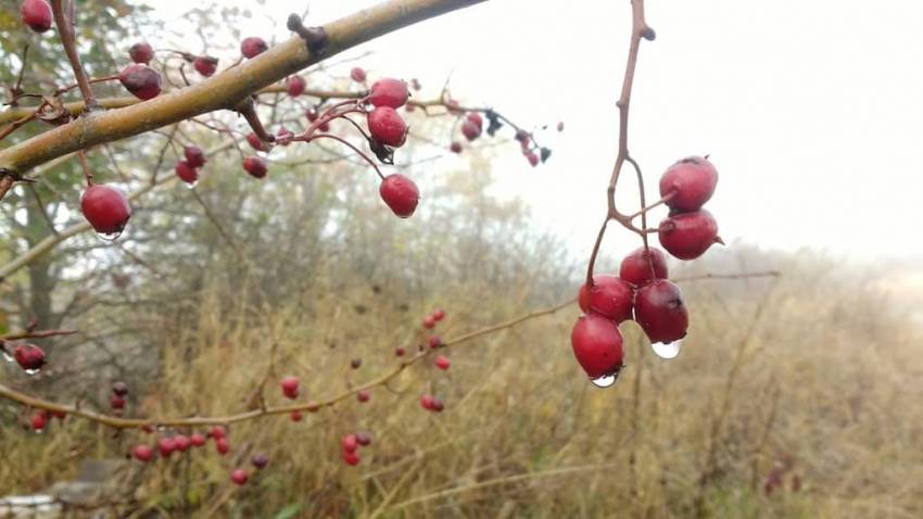 Vladimir Pustan ◉ Ce vă doresc în iarna