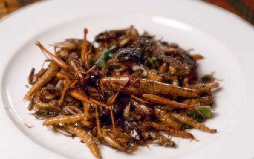 Politicienii PNL încep să recomande consumul de insecte. Credeți că oamenii normali vor mai vota acest partid?