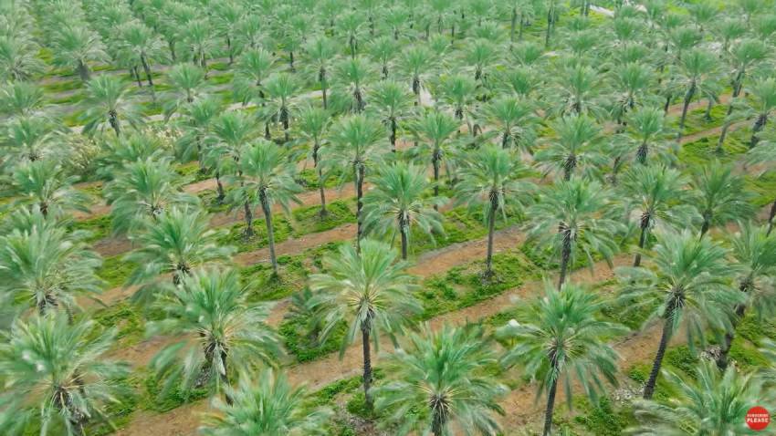 VIDEO: Israel înverzește! După 2.000 de ani, o plantație de curmali a 