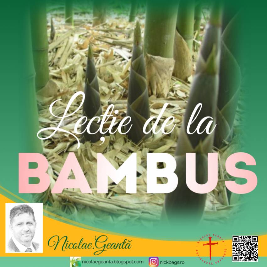 Nicolae Geantă ◉ Lecția bambusului