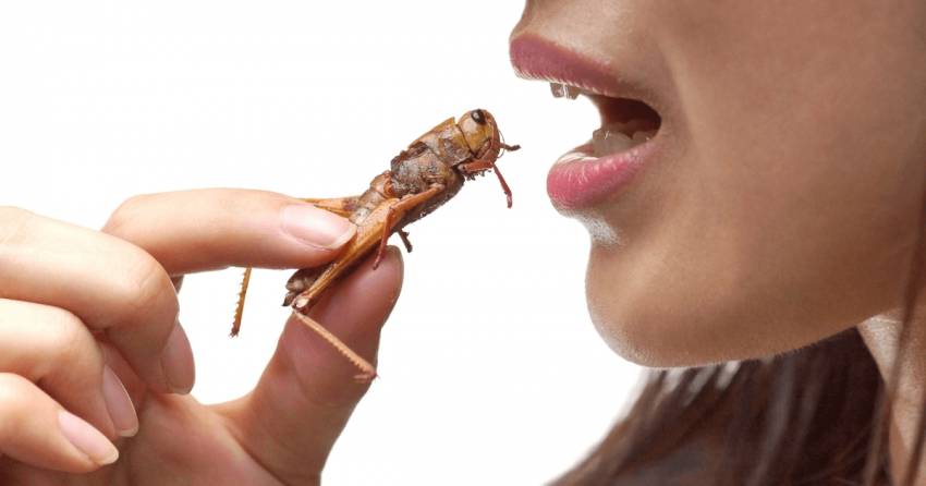 Vine sfârşitul lumii? Media promovează deşănţat mâncatul de insecte şi de viermi: plăcintă cu greieri, pizza cu lăcuste, bomboane cu omizi ...