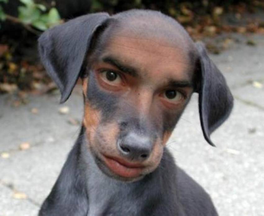 Peter Costea ◉ Când descendenții lui Darwin se consideră câini